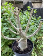 Baobab chacal (adenium arabicum) de 5 ans - AR28