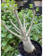 Baobab chacal (adenium arabicum) de 5 ans - AR28