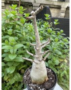 Baobab chacal (adenium arabicum) de 5 ans - AR29