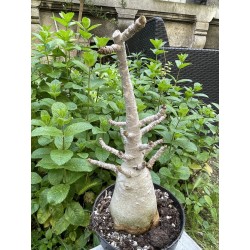 Baobab chacal (adenium arabicum) de 5 ans - AR29
