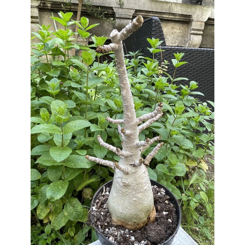 Baobab chacal (adenium arabicum) de 5 ans - AR29
