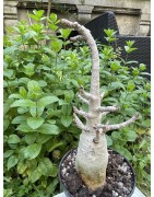 Baobab chacal (adenium arabicum) de 5 ans - AR29
