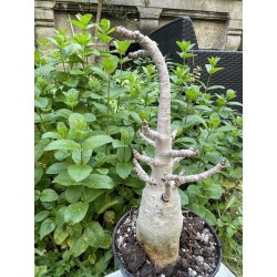 Baobab chacal (adenium arabicum) de 5 ans - AR29