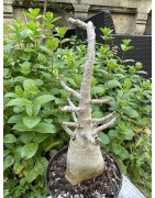 Baobab chacal (adenium arabicum) de 5 ans - AR29
