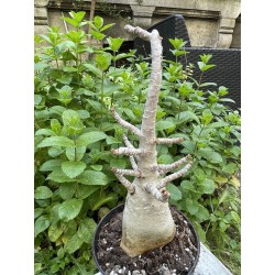Baobab chacal (adenium arabicum) de 5 ans - AR29