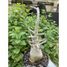 Baobab chacal (adenium arabicum) de 5 ans - AR29
