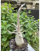 Baobab chacal (adenium arabicum) de 5 ans - AR29