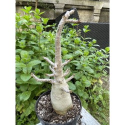 Baobab chacal (adenium arabicum) de 5 ans - AR29