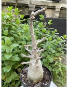 Baobab chacal (adenium arabicum) de 5 ans - AR29