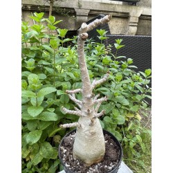 Baobab chacal (adenium arabicum) de 5 ans - AR29
