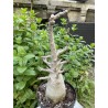 Baobab chacal (adenium arabicum) de 5 ans - AR29