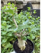 Baobab chacal (adenium arabicum) de 5 ans - AR30