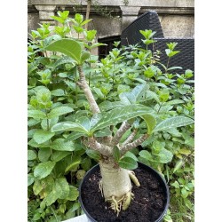 Baobab chacal (adenium arabicum) de 5 ans - AR30
