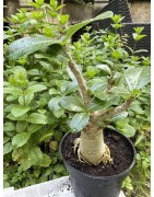 Baobab chacal (adenium arabicum) de 5 ans - AR30