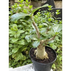 Baobab chacal (adenium arabicum) de 5 ans - AR30