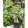 Baobab chacal (adenium arabicum) de 5 ans - AR30