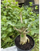 Baobab chacal (adenium arabicum) de 5 ans - AR30
