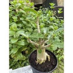 Baobab chacal (adenium arabicum) de 5 ans - AR30