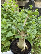 Baobab chacal (adenium arabicum) de 5 ans - AR30