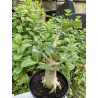Baobab chacal (adenium arabicum) de 5 ans - AR30