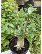 Baobab chacal (adenium arabicum) de 5 ans - AR30