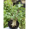 Baobab chacal (adenium arabicum) de 5 ans - AR30