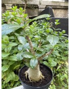 Baobab chacal (adenium arabicum) de 5 ans - AR30