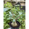 Baobab chacal (adenium arabicum) de 5 ans - AR30