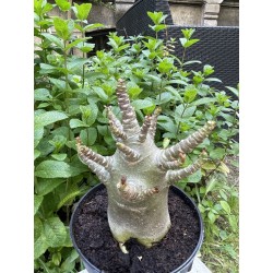 Baobab chacal (adenium arabicum) de 4 ans - AR31