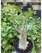 Baobab chacal (adenium arabicum) de 5 ans - AR32