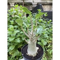 Baobab chacal (adenium arabicum) de 5 ans - AR32