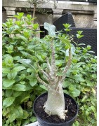 Baobab chacal (adenium arabicum) de 5 ans - AR32