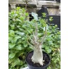 Baobab chacal (adenium arabicum) de 5 ans - AR32
