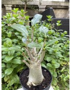 Baobab chacal (adenium arabicum) de 5 ans - AR32
