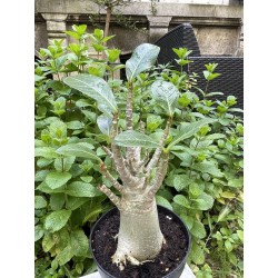 Baobab chacal (adenium arabicum) de 5 ans - AR32