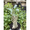 Baobab chacal (adenium arabicum) de 5 ans - AR32