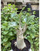 Baobab chacal (adenium arabicum) de 5 ans - AR32