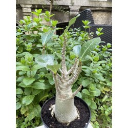 Baobab chacal (adenium arabicum) de 5 ans - AR32