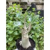 Baobab chacal (adenium arabicum) de 5 ans - AR32