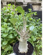 Baobab chacal (adenium arabicum) de 5 ans - AR32