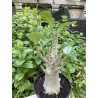 Baobab chacal (adenium arabicum) de 5 ans - AR32