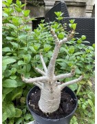 Baobab chacal (adenium arabicum) de 5 ans - AR33