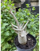 Baobab chacal (adenium arabicum) de 5 ans - AR33