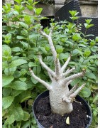 Baobab chacal (adenium arabicum) de 5 ans - AR33