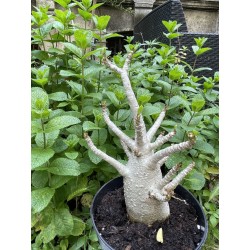 Baobab chacal (adenium arabicum) de 5 ans - AR33