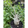 Baobab chacal (adenium arabicum) de 5 ans - AR33