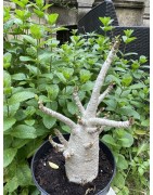 Baobab chacal (adenium arabicum) de 5 ans - AR33