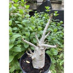 Baobab chacal (adenium arabicum) de 5 ans - AR33