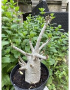Baobab chacal (adenium arabicum) de 5 ans - AR33