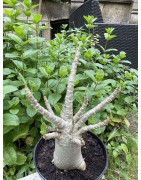 Baobab chacal (adenium arabicum) de 5 ans - AR34